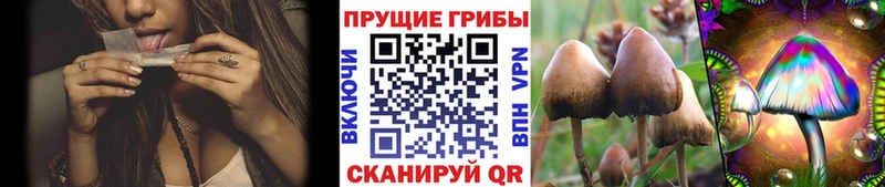 Псилоцибиновые грибы Cubensis Петровск